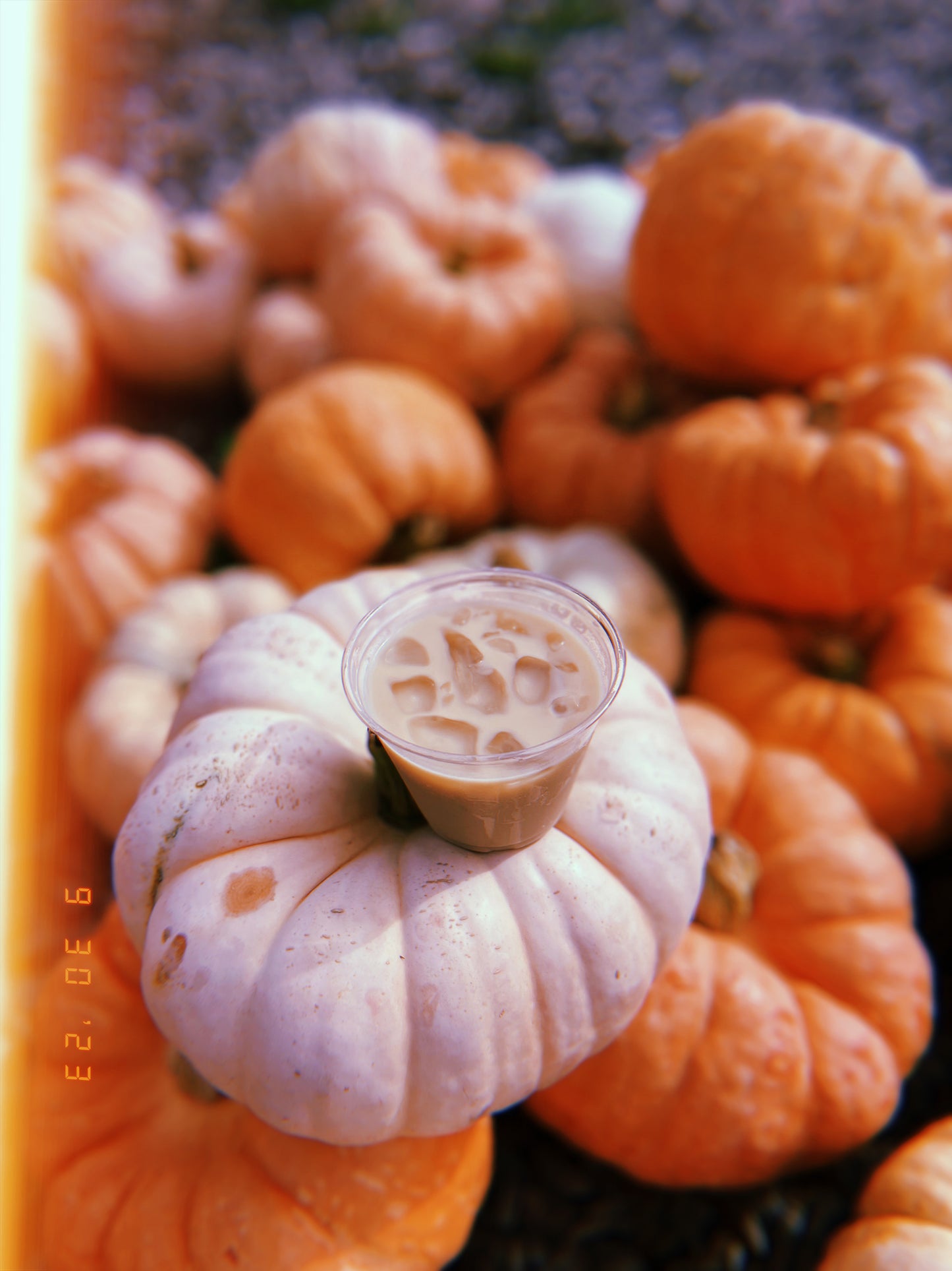 Spooky Szn Pu’er