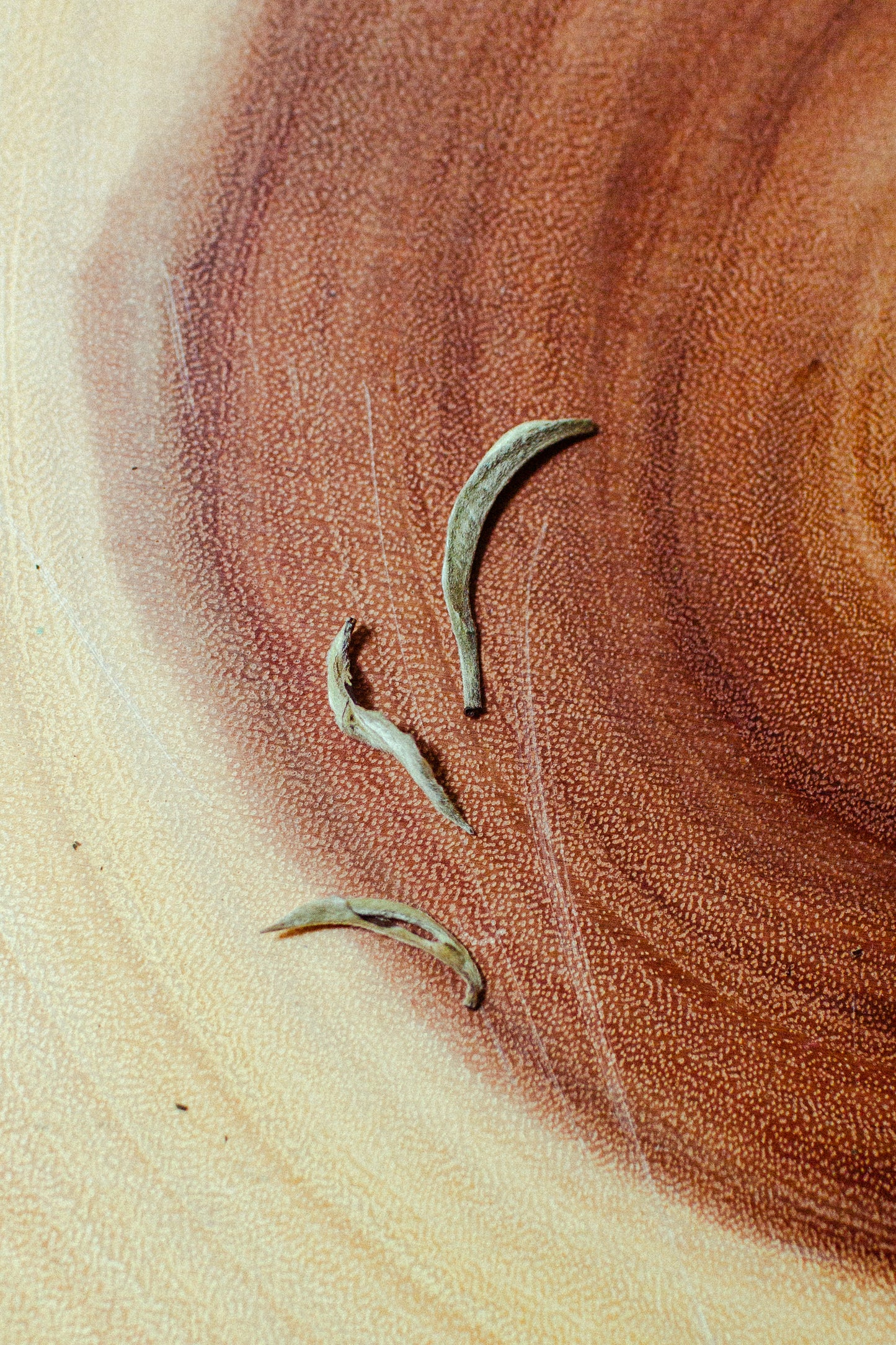 Silver Needle